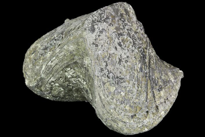 Pyrite Replaced Brachiopod (Paraspirifer) - Ohio #89733